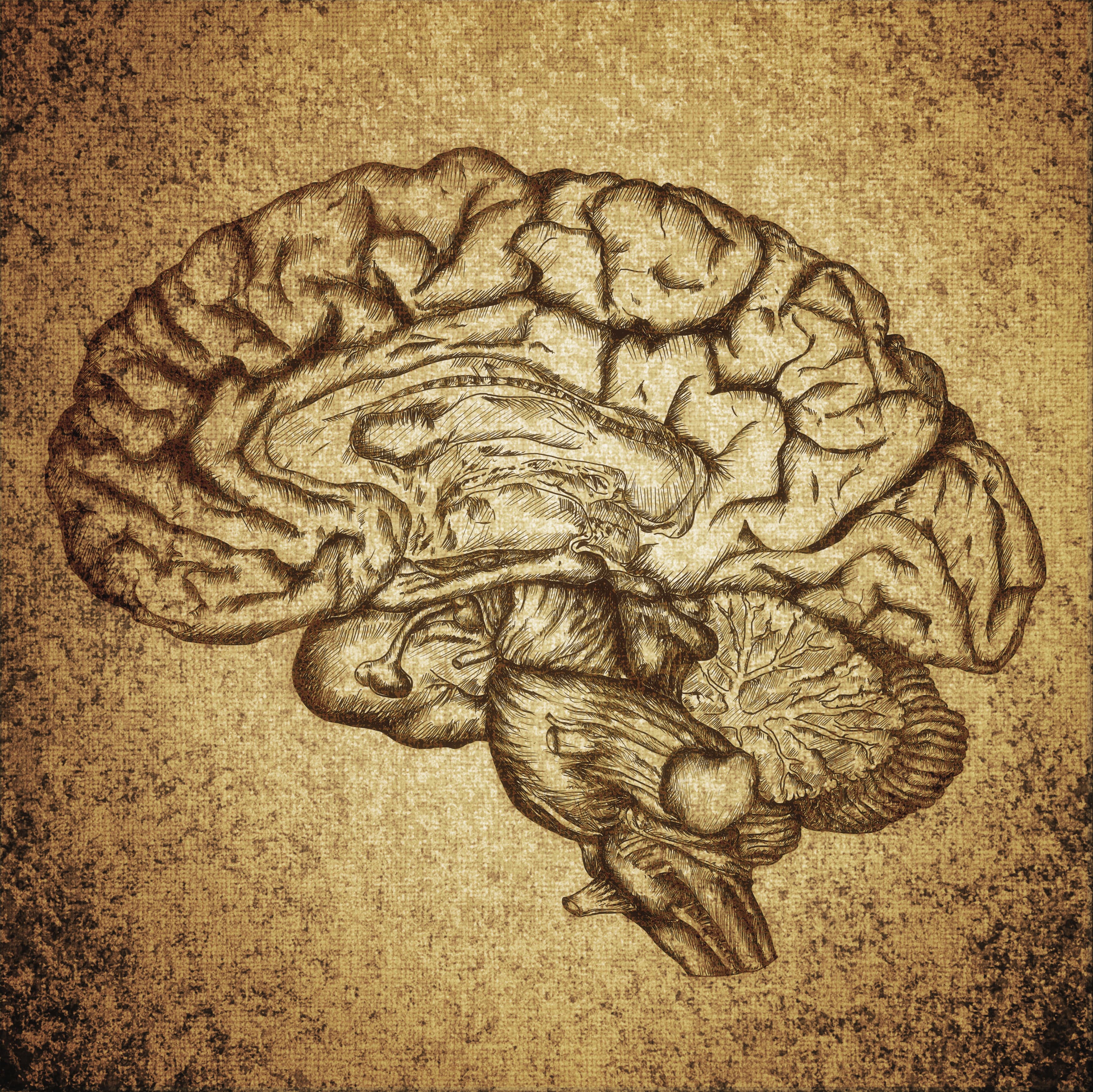 Drawing of half of a brain.